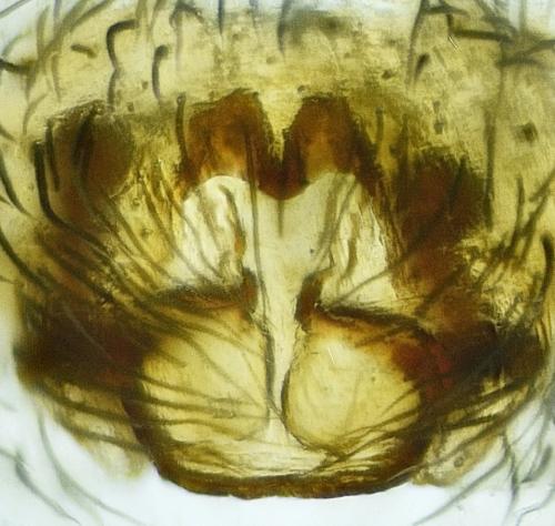 Pardosa saltans